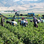 Como Postular A Un Trabajo Agrícola En El Extranjero